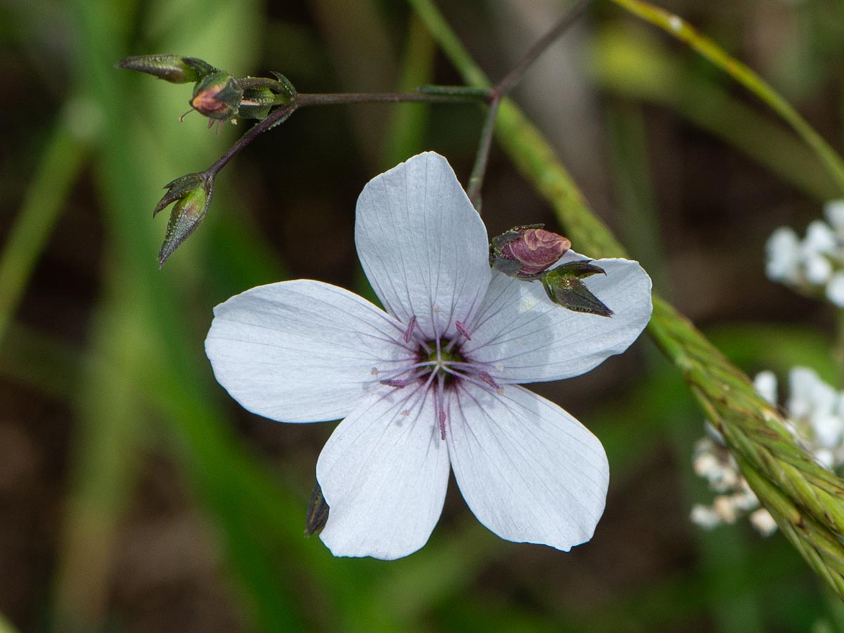 Blüte